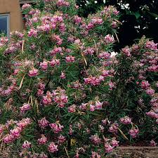 Image result for Indigofera lydenburgensis
