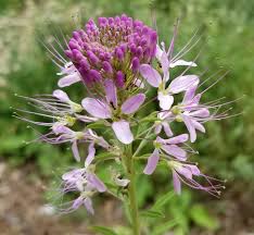 Image result for Cleome monophylla