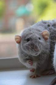 70 A Well Balanced Person Has A Rat On Each Shoulder Ideas Pet Rats Cute Rats Rats
