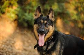Border Collie German Shepherd Mix The World S Best Family Dog Perfect Dog Breeds