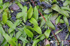 Image result for Ranalisma