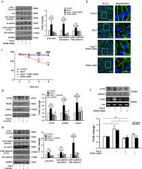 There's not much to explain about rage rooms: Soluble Rage Attenuates Angii Induced Endothelial Hyperpermeability By Disrupting Hmgb1 Mediated Crosstalk Between At1r And Rage Experimental Molecular Medicine