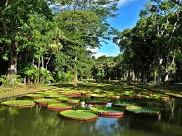 Au jardin botanique de pamplemousses, vous trouverez une infinité de plantes. Jardin Pamplemousse Review Of Ssr Botanic Garden Pamplemousses Mauritius Tripadvisor