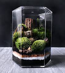 Desktop Landscape Terrarium In Geometric Hexagon Jar Terrarium Kaktus Ve Bahcecilik