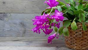 Humans and cows can eat the entire cactus without ill effects. Are Christmas Cactus Poisonous To Dogs Here S What You Must Know