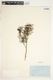 Image result for Anticharis senegalensis