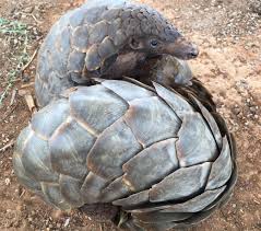 As ivory prices fall, traffickers are increasingly turning to pangolin scales; Tourism Observer Cambodia Price Of Pangolin Meat And Scales