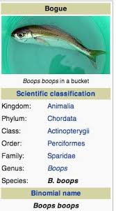 Image result for Boops boops