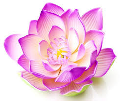 Check spelling or type a new query. Pink Lotus Lotus Flower Pictures Lotus Flower Art Flower Meanings