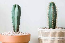Either by taking a stem or leaf, planting into soil, and letting it 'do its thing'. Pilosocereus Cacti Indoor Plant Care Growing Guide