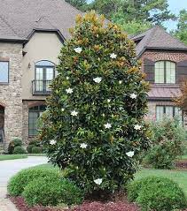 Little Gem Magnolia Tree Little Gem Magnolia Tree Magnolia Trees Southern Magnolia Tree