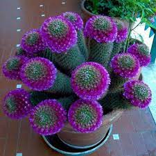 Your cacti are not stones: Look At Those Nice Healthy Roots Tag Your Friend Repost Pinterest Cacticave Follow U Blooming Cactus Cactus Flower Succulents