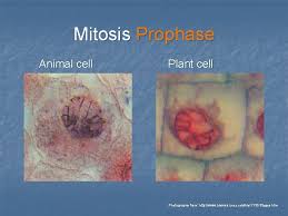 Check spelling or type a new query. Mitosis Meiosis Mitosis Animation Http Www Youtube Comwatch
