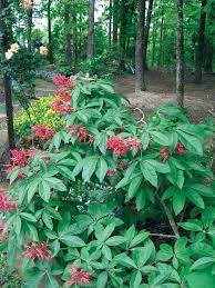 We are at your service. 42 Growing Plants Native To East Tennessee Ideas Plants Growing Plants Native Plants