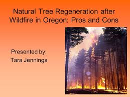 It is useful to get to know a new area or country, says one. Natural Tree Regeneration After Wildfire In Oregon Pros And Cons Presented By Tara Jennings Ppt Download