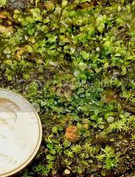 Image result for Utricularia welwitschii