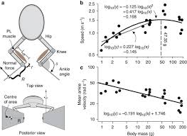 1 day for the external anatomy 1 day for the digestive and then a third day where students can optionally remove the brain and leg. Muscle Function And Hydrodynamics Limit Power And Speed In Swimming Frogs Nature Communications