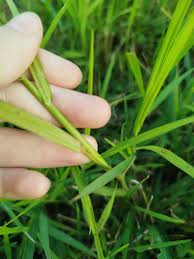 Image result for Acroceras