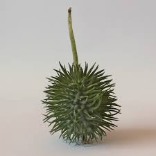 Image result for Cucumis hirsutus