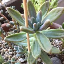 How often do i need to water succulents. How Often To Water Succulents The Definitive Guide Succulent Alley
