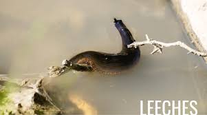 How do leeches get into the ponds? How To Get Rid Of Leeches In A Pond Safely Quickly
