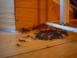 It stops bugs from infesting i also keep a couple bay leaves in my crackers, flour and sugar canisters. Common House Bugs Taken Seriously Bulwark Exterminating
