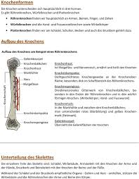 Schadel Schultergurt El Brustkorb Obere Gliedmassen Wirbelsaule Becken Untere Gliedmassen Vorne Hinten Pdf Free Download