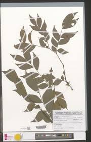 Image result for Tessmannia