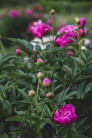 3.82mb, pink flower on peony bush picture with tags: Pink Flowers Garden Free Stock Photo Negativespace