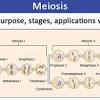 52 best mitosis & meiosis images on pinterest from mitosis worksheet answer key, source: 1