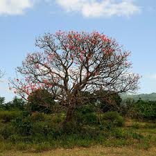 Image result for Erythrina sacleuxii