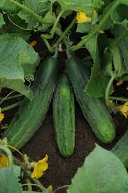 Image result for Cucumis zeyheri