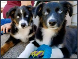 What are facts about australian shepherds? Premo Creek Puppies Michigan Aussie Doodle Breeder U P