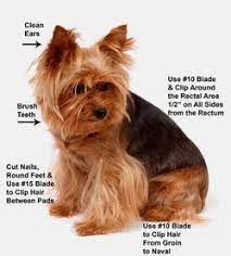 Yorkie Shampoo Yorkie Fresh Yorkie Hair Products All Natural Organic Yorkshire Terrier Grooming Products Lap Dogs Yorkshire Terrier Yorkie Dogs