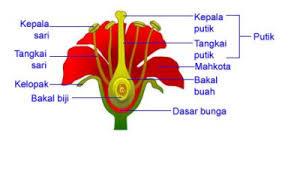 Gambar Bunga Kembang Sepatu Dan Strukturnya Pengertian Morfologi Tumbuhan Beserta Struktur Dan Anatomi Lengkap How Bunga Bunga Kembang Sepatu Kembang Sepatu