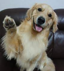 Maybe you would like to learn more about one of these? é»ƒé‡'çµçŠ¬ é‚±m O N E Y Home Facebook