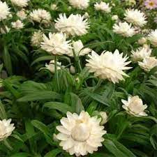 Pin On Flowers My Wish List