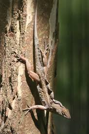 kingsnake blog Kingsnake.com Blog