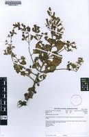 Image result for Aeollanthus rehmannii