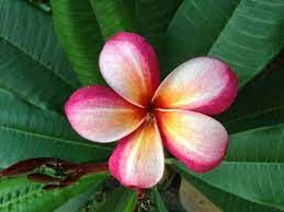 Plumeria Plumeria Flowers Plumeria Frangipani