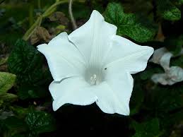 Image result for Ipomoea kituiensis