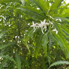 Image result for Alstonia venenata