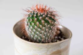 Keeping it in indirect sunlight will prevent you from having to fuss with moving it around. Powder Puff Cactus Indoor Plant Care Growing Guide