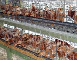 Peternak ayam petelur tentu harus mengetahui teknik perawatan yang tepat. Peluang Bisnis Pullet Petelur Majalah Infovet I Majalah Peternakan Dan Kesehatan Hewan