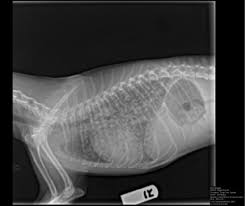Cats breathe in secondhand smoke directly, just like dogs. Macau Daily Times æ¾³éæ¯æ¥æå ± Ask The Vet Lung Cancer In Cats
