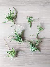 How To Propagate Spider Plants Easily In Water Including Babies Spider Plants How To Propagate Spider Plants Plant Care Houseplant