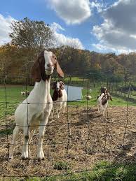 First time looking for a we'll help you find a mobile petting zoo entertainment professional. Petting Zoos And Animal Farms Your Kids Will Love To Visit In Ohio