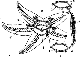 Echinodermata Article About Echinodermata By The Free Dictionary