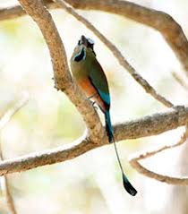 This is a list of the bird species recorded in el salvador. Turquoise Browed Motmot Wikiwand