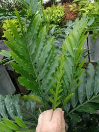 Image result for Filicium decipiens